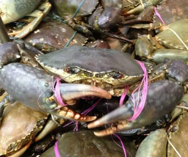 2026 kimberley region crab mfl + 2 x fbl 