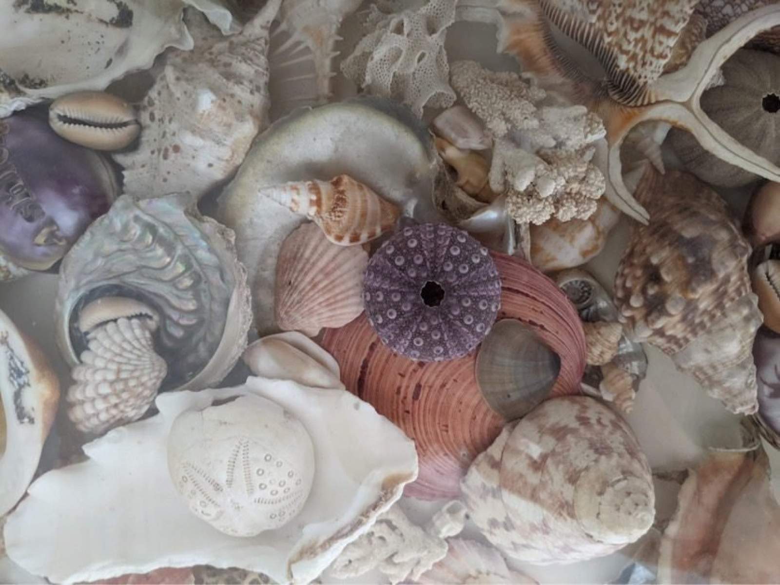 2026 specimen shell licence