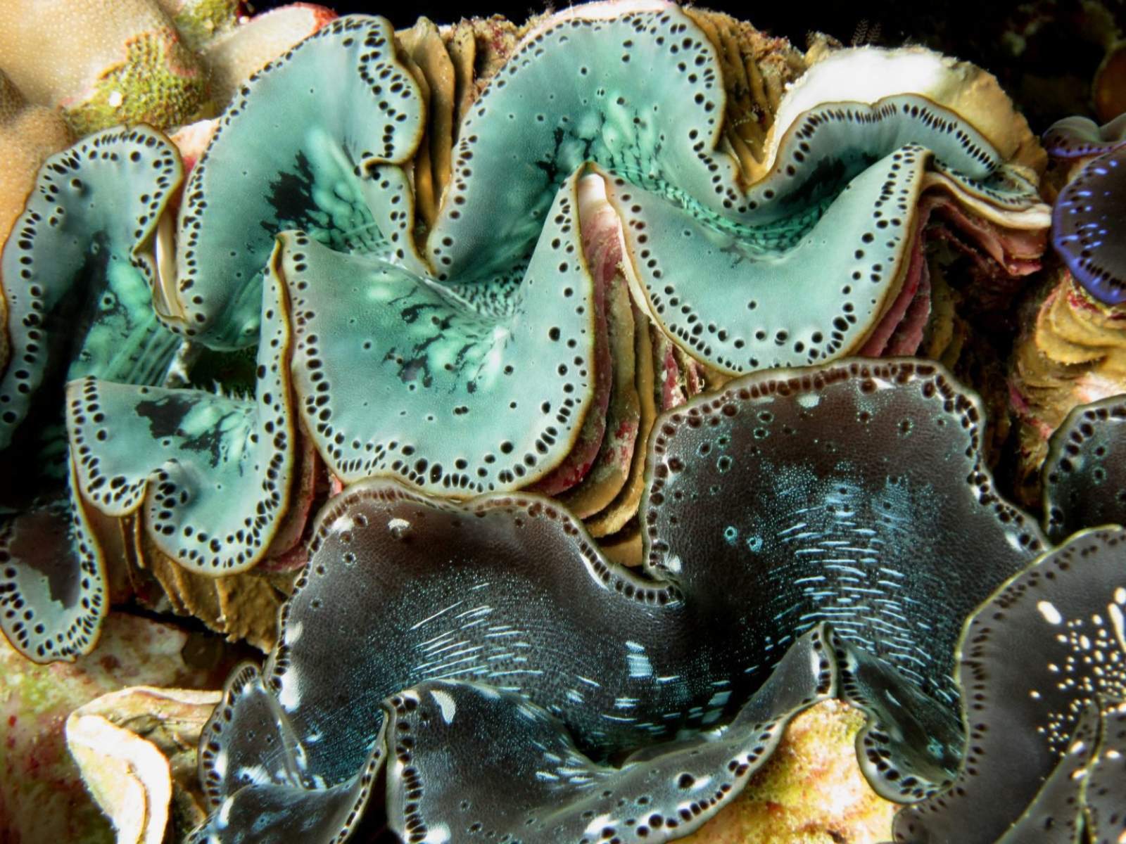 2026 marine aquarium species licence - package