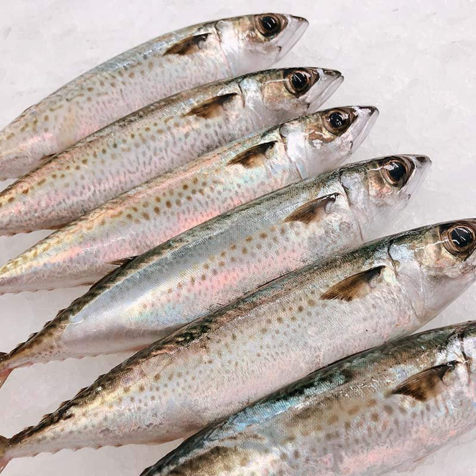 fishing licence permits